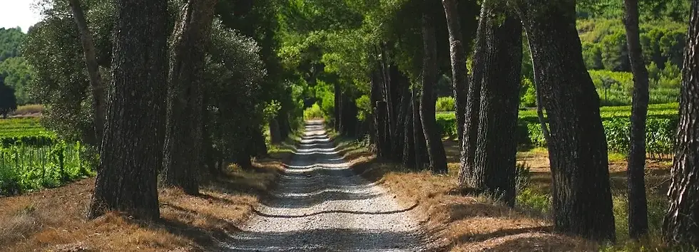 Domaine Reine Juliette - Road & Pines.webp