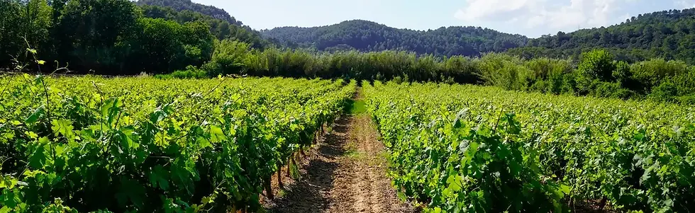 Jean-Marc Barthez x Mary Taylor - Vineyard 1 - Graft Wine.webp