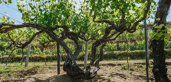 A&D Wines - Quinta Santa Teresa - Graft Wine.webp