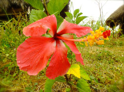 Pink_Orange_Hibiscus