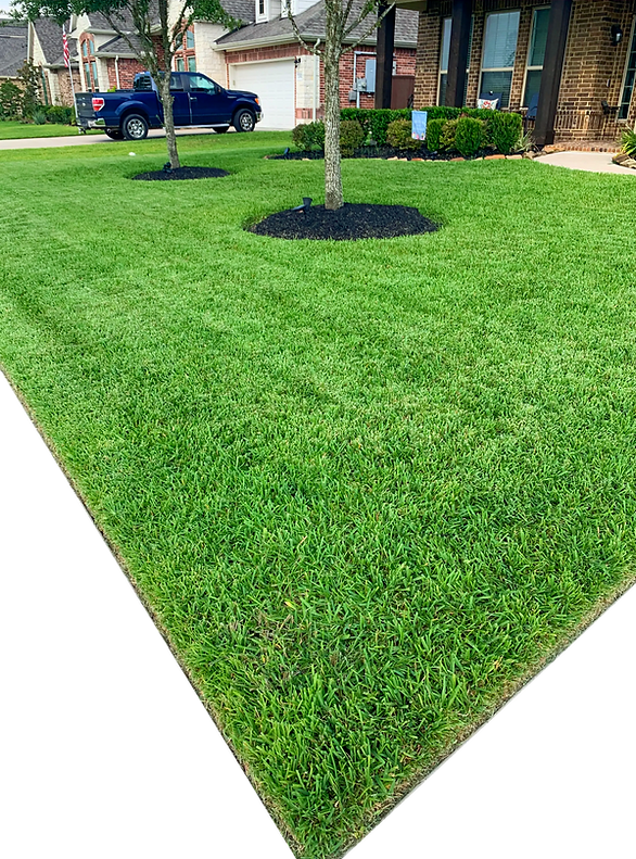 A beautiful lawn in League City Tx