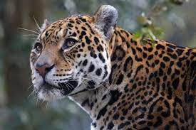 Jaguar in the Amazon Peru