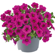 cabaret early pink_edited.png