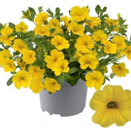 cabaret pure yellow_edited.jpg