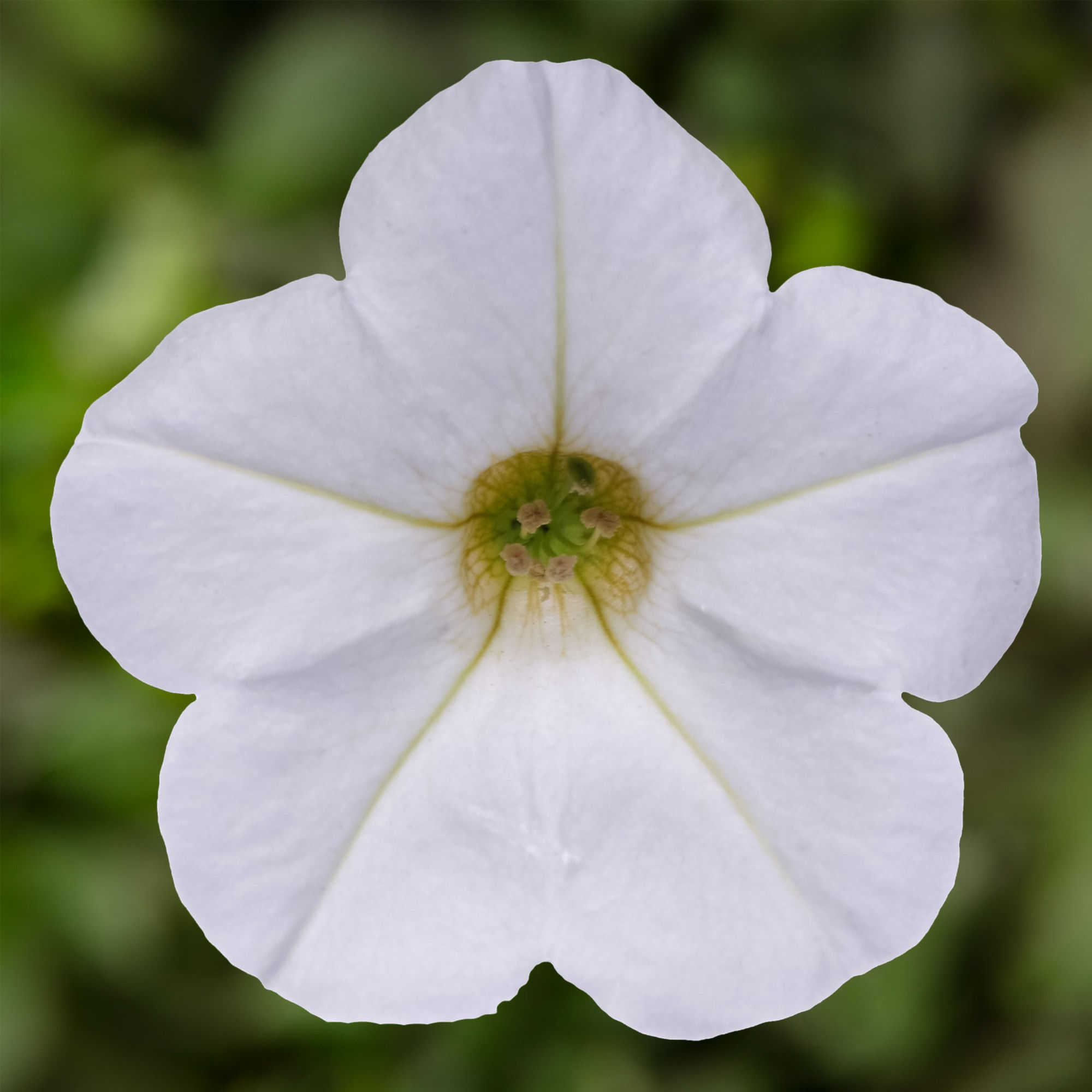 Petuunia Dekko ´White`