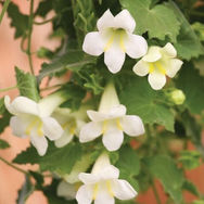 Lophospermum white.jpg