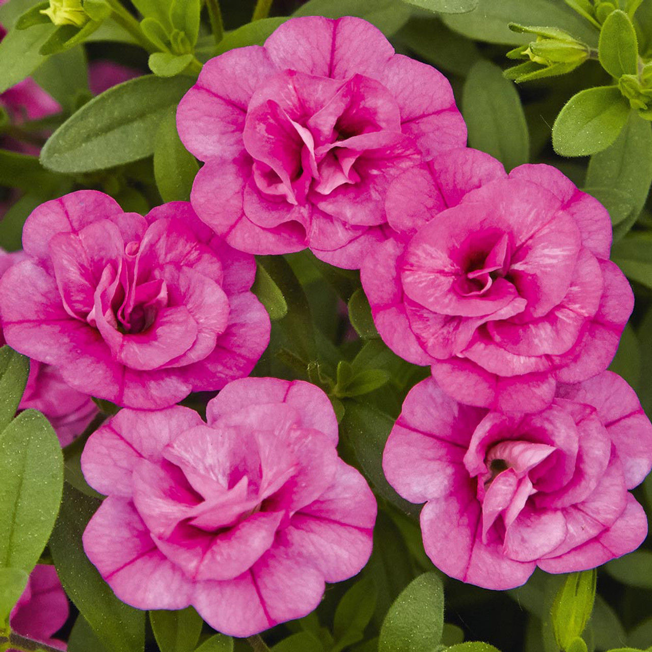 Puispetuunia Calita Double´Rosy`
