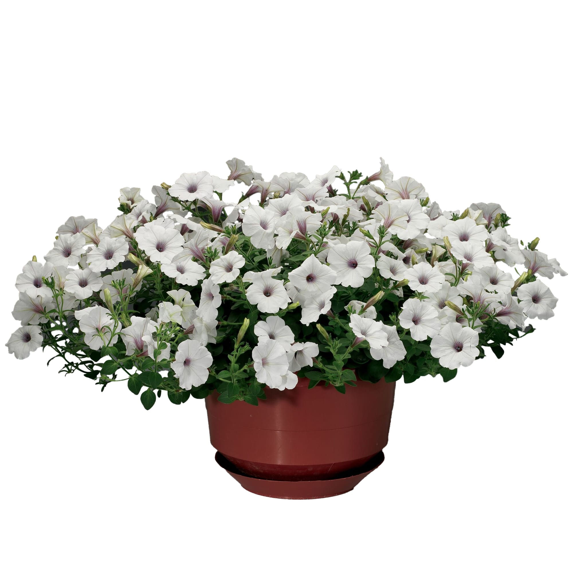Garden Supreme ´White`