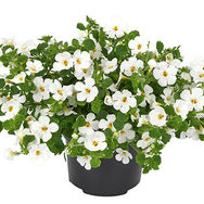 bacopa_Sutera-diffusus-Scopia-Gulliver-Compact-White.jpg
