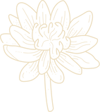 blossoming lotus _ Mind-Body Wellness _ Spokane
