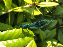 dragon fly