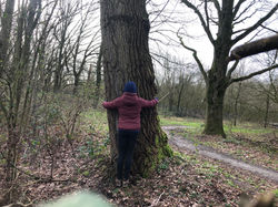 tree hug