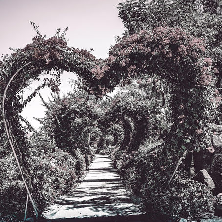 Seven-Day Practical Faith Blog: Choose the Path of Gratitude