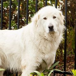 Cora - KNNAS Resident dog.jpg