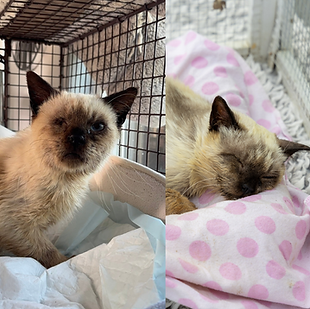 Willie before and after.png