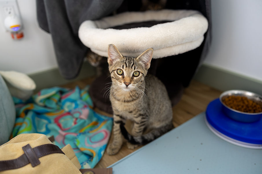 Gann fire kitten.jpg