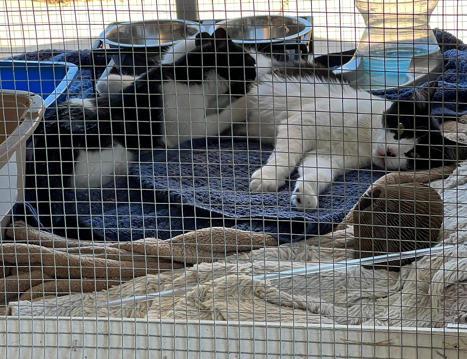 Kawi and her litter