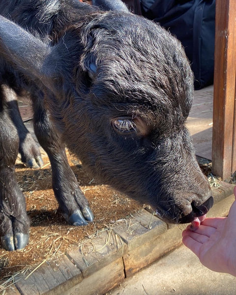 Wally, foster water buffalo calf