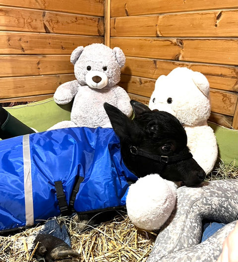 Wally, foster water buffalo calf cuddling with his teddy bears