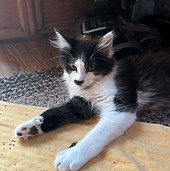 Smudge.jpeg