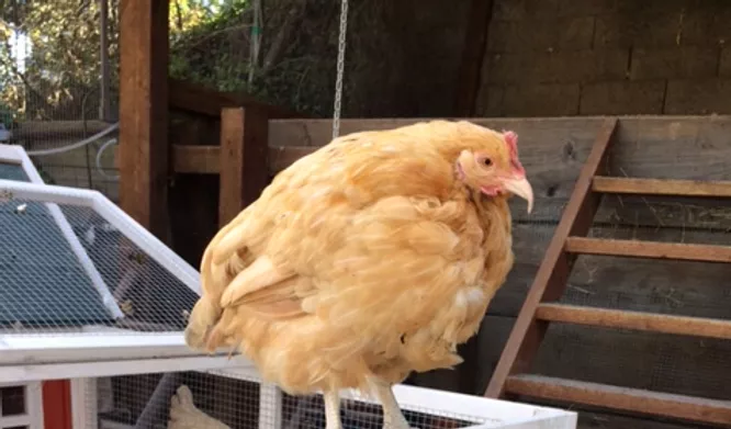 special warriors chicken picture.webp