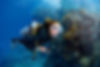 Open Water Niveau 1 Plongée Malte.jpg