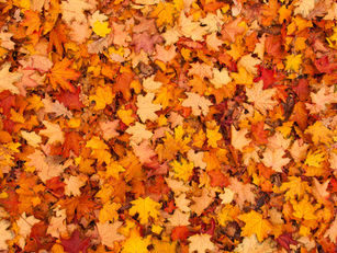 The Autumn Statement 2023: What you need to know