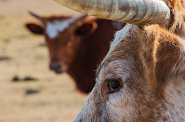 close up of cow eye with another cow blurred out in background
