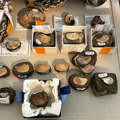 Bay Nature Magazine Monterey Bay Paleontology