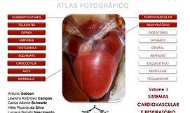 Atlas cardio.png