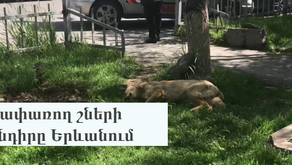 Թափառող շների խնդիրը Երևանում