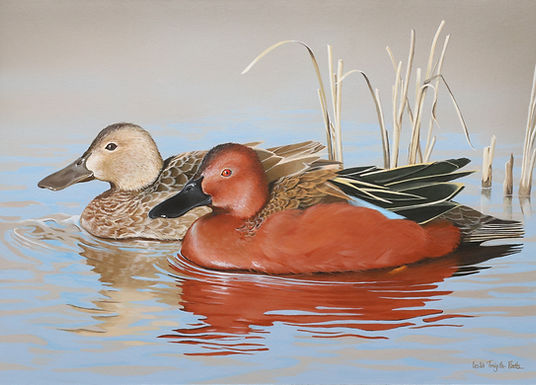 Cinnamon Teal