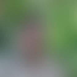 Clase de Agricultura Orgánica Luis Farfan