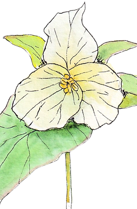 Illustration of Trillium