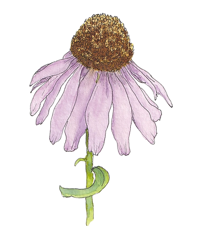 Illustration of PUrple Coneflower