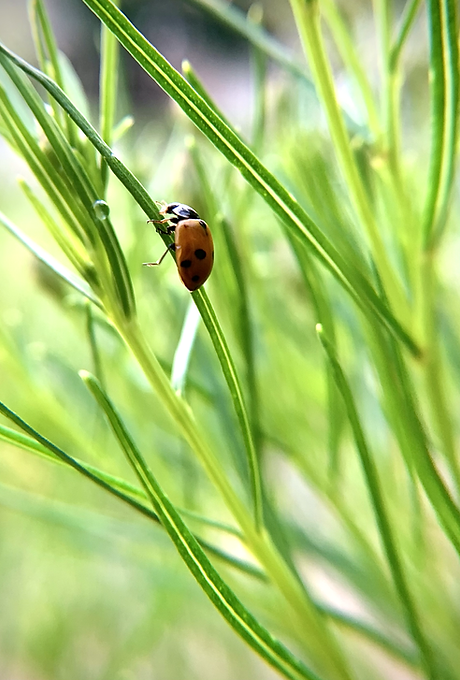 Lady Bug on blades of Whirled Milkweed
