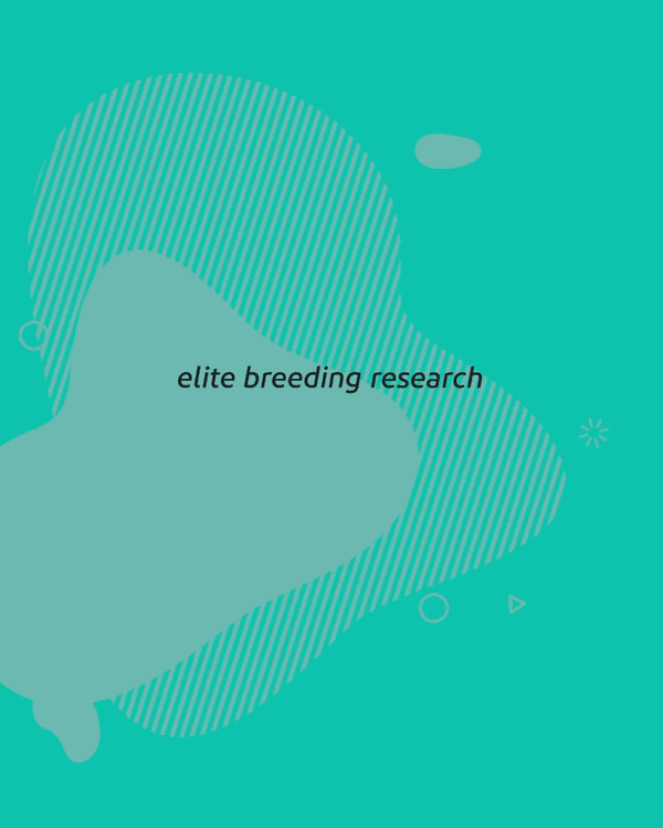 Animated logo for a company with a cow appearing