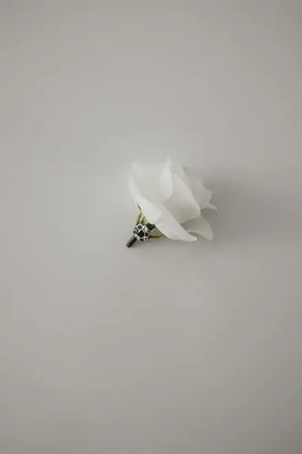 white rose with ring on white background
