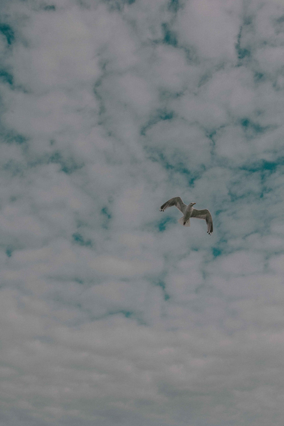 _O2A8378