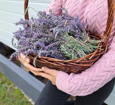 holding basket of lav.jpg