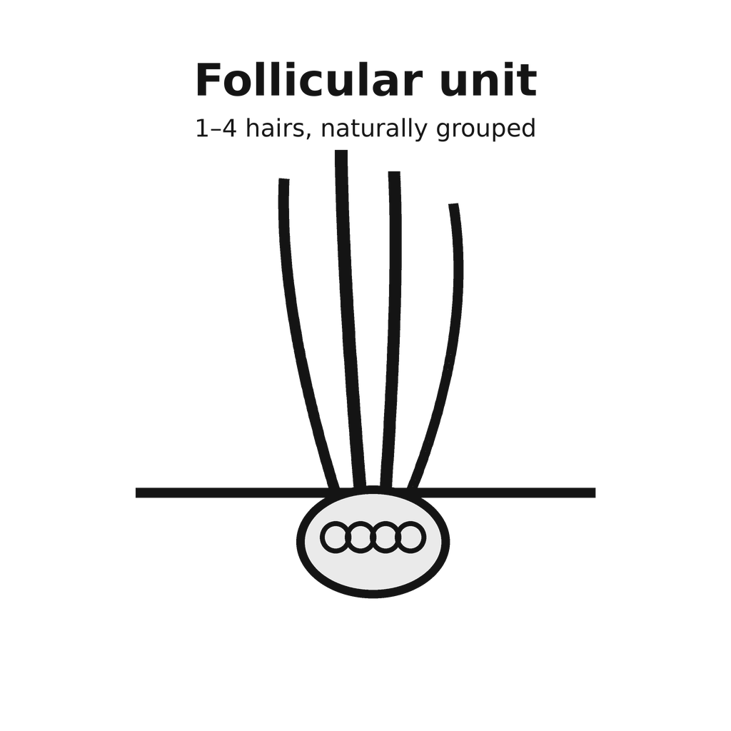 02_follicular_unit_1_to_4_hairs.png