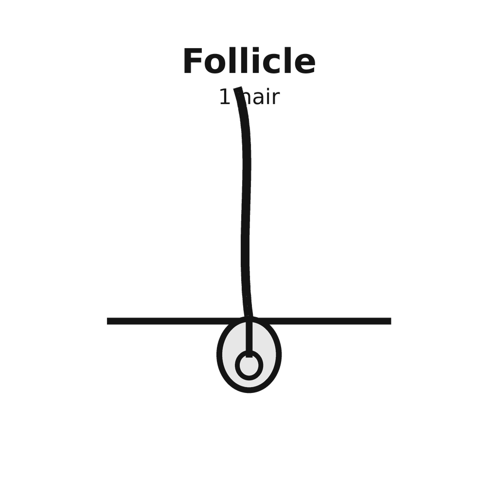 01_follicle_1_hair.png