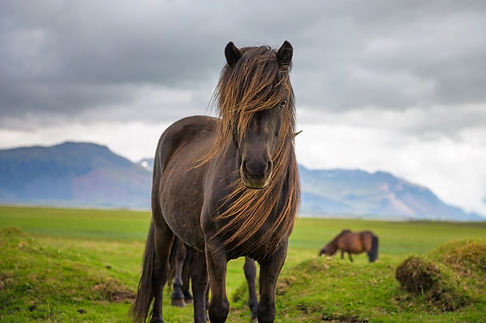 Icelandic horse in the scenic nature landscape of Iceland.jpg