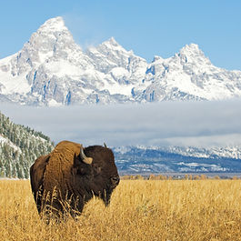 Bison in front of Grand Teton Mountain range with grass in foreground wyoming.