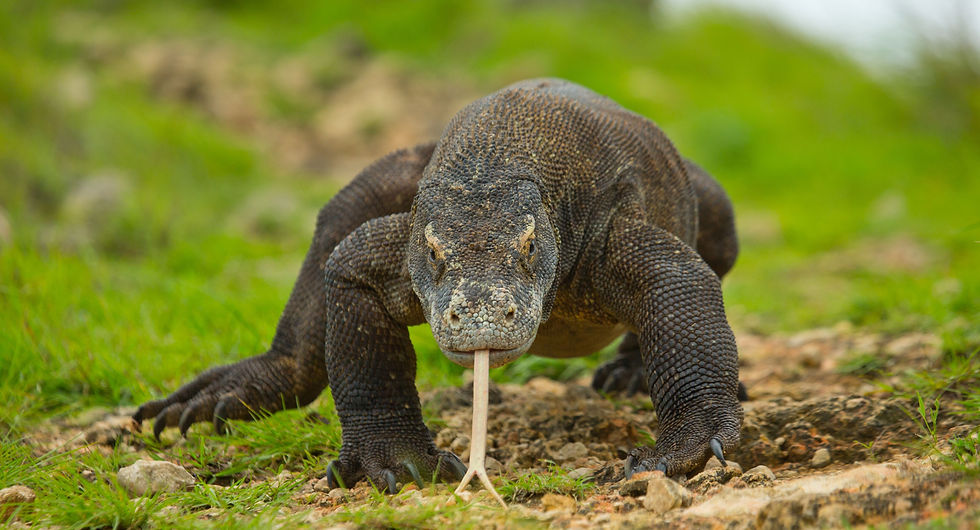 Komodo dragon is on the ground. Interesting perspective. The low point shooting. Indonesia. Komodo National Park.