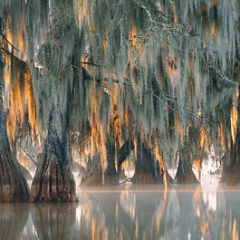 Trees of bald cypress with hanging Spanish moss in the first rays of the sun. Louisiana, Lake Martin