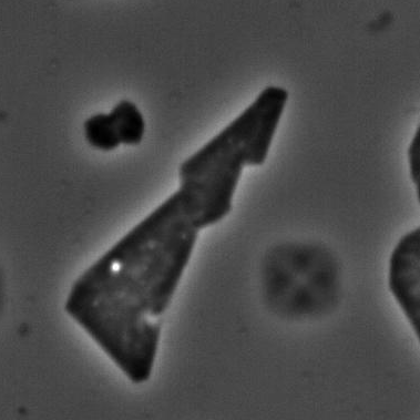 Blast SLG Cells Substack (1-139-3).gif