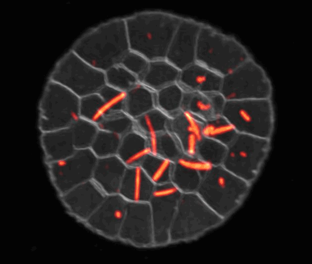 Projections of Late_.gif