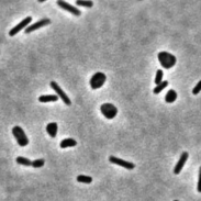 Swim-Substack (1-1001-3).gif