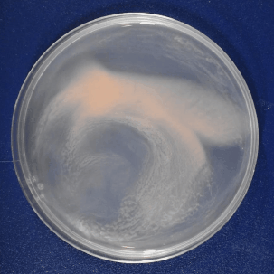 dc9fd6_af40b7bacc3749c2a939df31cf1d1696~mv2 (1).gif